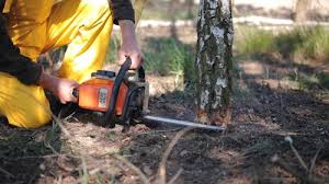 Professional Tree Services in Boynton Beach, FL