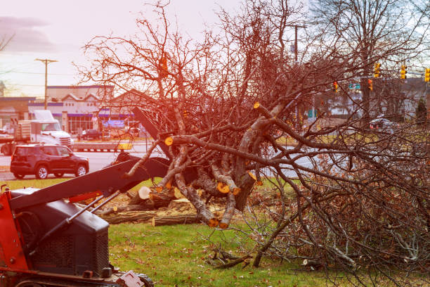 How Our Tree Care Process Works  in  Boynton Beach, FL